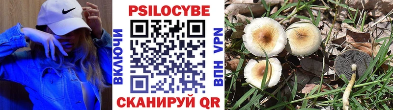 Галлюциногенные грибы Psilocybine cubensis  Моздок 
